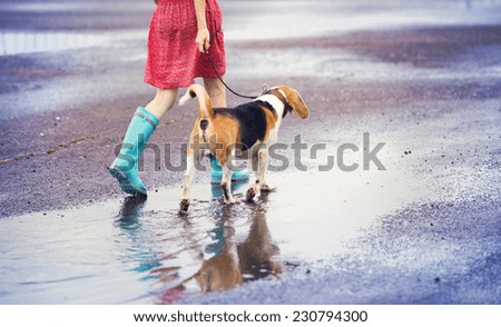 Similar – Image, Stock Photo Cute wet puppy dog with foam on head in shower