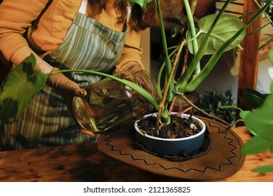 Unrecognizable young woman watering and fertilizing monstera houseplant. Houseplants care concept. 