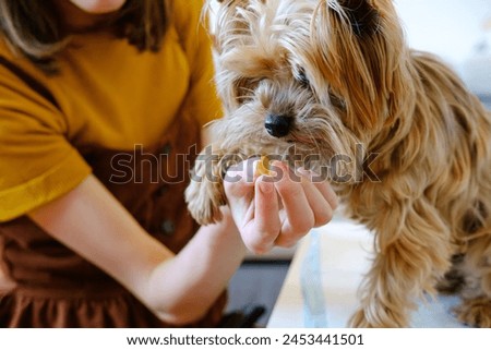 An Unrecognized Woman Giving Omega 3 Vitamins Pills His Yorkshire Terrier's At Home. Dog's Skin And Coat Supplement. Pet Healthcare. Veterinary And Animal Clinic.