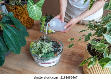 Unrecognized woman waters florarium. Lot of plants in a cozy modern flat. - Shutterstock ID 2191693467