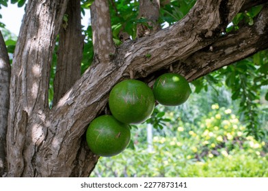 unripe bael (wood apple) fruit on the tree - Shutterstock ID 2277873141