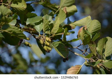 Unripe Birch Tree Seed Pods Leaves Stock Photo (Edit Now) 1529486765