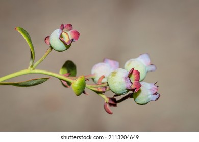Unripe blueberries (Cyanococcus) berries growing, South Africa, Africa