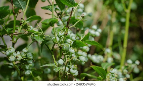 unripe blueberries growing in the sun, green blueberries - Powered by Shutterstock