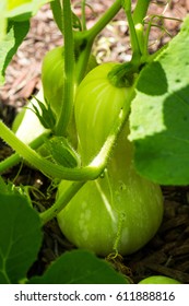 Unripe Butternut Squash Growing On A Vine In A Summer Garden.