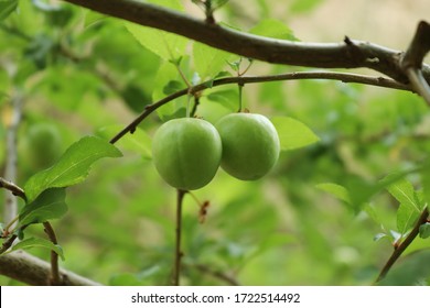 Unripe Carnage Of Cherry Plum Hanging From A Branch Close Up