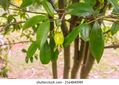 Unripe Cherry Of The Rio Grande (Eugenia Involucrata) In Puerto Iguazu, Argentina