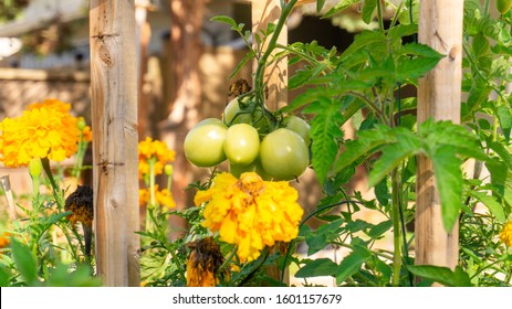 Unripe cluster of green plum roma tomatoes growing in a permaculture style garden bed, with companion planting of marigold and calendula flowers, to attract pollinators and detract garden pests.