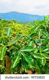 Unripe Coffee Beans On Stem In Vietnam Plantation