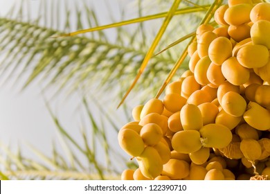 Unripe dates on palm tree
