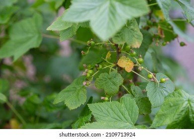 Unripe, Fresh Fruits, Organic Blackcurrant Plant With Selective Focus And Blurred Background