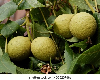 Unripe Fruit Of Black Walnut 