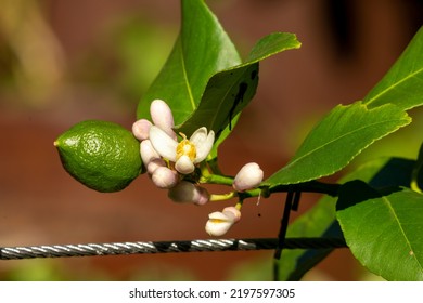 Unripe Fruit Of A Citrus X Limon Tree In Sunshine