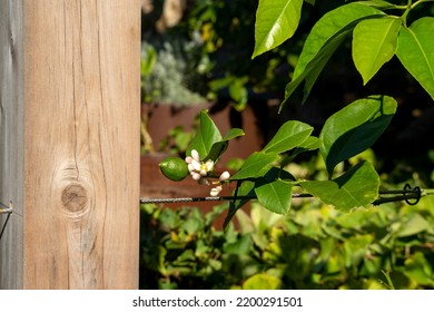 Unripe Fruit Of A Citrus X Limon Tree On Wire Trellis