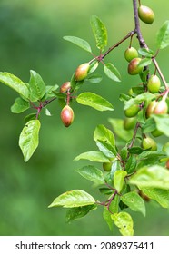 fruit mûr de Prunus americana, communément appelé prune américaine ou prune sauvage sur branche