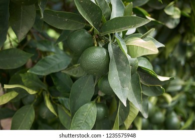 Unripe Fruits Of Citrus Clementina