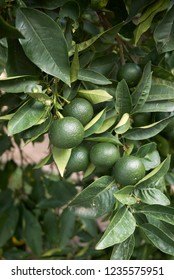 Unripe Fruits Of Citrus Clementina