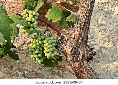 Unripe grapes on branch agains the old wall