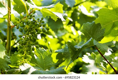 Unripe grapes on the vine - Powered by Shutterstock