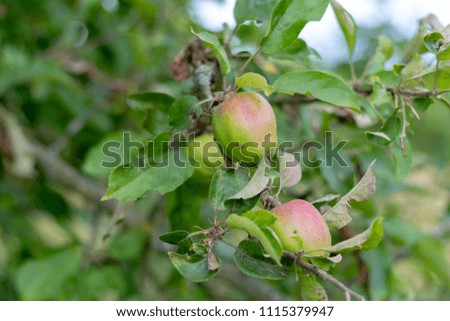 Similar – Foto Bild Little apples on a branch.