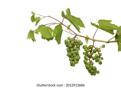 Unripe green grapes, grapevine with leaves isolated on white background with clipping path
