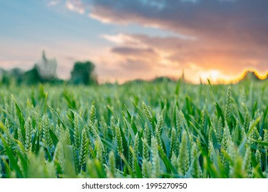 The unripe green wheat field under summer sunset sky with clouds. Focus on the foreground. Shallow depth of field.
