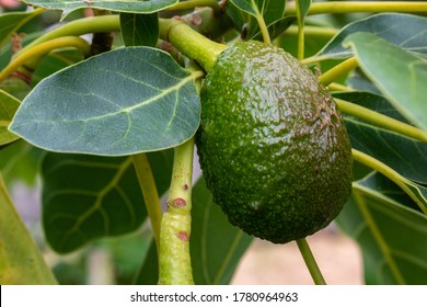 Unripe Hass Avocado Growing On Tree And Green Leaf. Detail Of Tree In Orchard