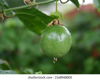 Unripe Lilikoi Fruit Up Close