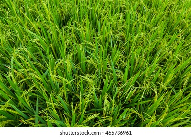 Unripe Paddy Field Plantation Top Down View B