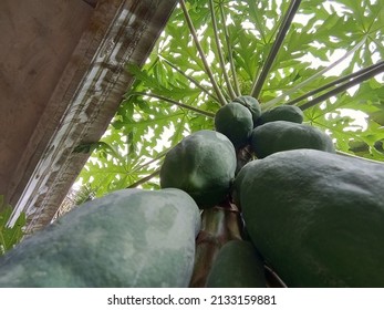  A Unripe Papaya Fruit, Tree