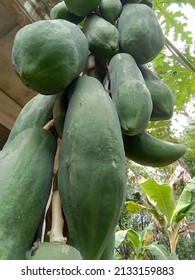  A Unripe Papaya Fruit, Tree