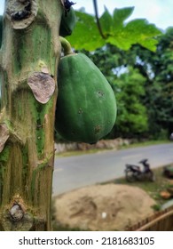 Unripe Papaya Fruit Is Very Green