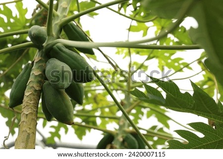 Unripe papaya fruits growing on tree in greenhouse, low angle view
