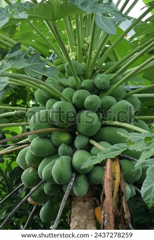 Unripe papaya has a bland, slightly bitter taste and a hard texture. This fruit is rich in magnesium, potassium, vitamins A, C, E, and B. Raw papaya also contains enzymes and phytonutrients