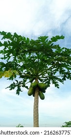 Unripe Papaya On The Tree