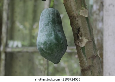 Unripe Papaya Still On The Tree