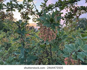 Frutas Berberis verdes y