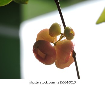 Unripe Rose Apple Or Malabar Plum On The Tree. 