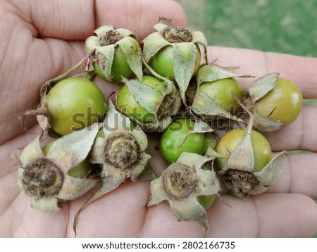 Unripe rose hips are shown developing on a rose plant with smooth green skin and firm rounded shape These young seedpods form after successful pollination and contain developing seeds essential for plant reproduction Natural sunlight enhances botanical detail texture and contrast highlighting early fruit development and seasonal growth in an outdoor environment
