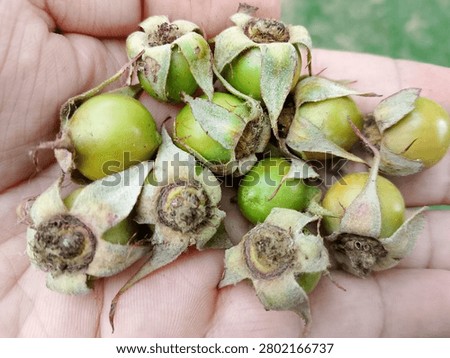 Unripe rose hips are shown developing on a rose plant with smooth green skin and firm rounded shape These young seedpods form after successful pollination and contain developing seeds essential for plant reproduction Natural sunlight enhances botanical detail texture and contrast highlighting early fruit development and seasonal growth in an outdoor environment