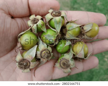 Unripe rose hips are shown developing on a rose plant with smooth green skin and firm rounded shape These young seedpods form after successful pollination and contain developing seeds essential for plant reproduction Natural sunlight enhances botanical detail texture and contrast highlighting early fruit development and seasonal growth in an outdoor environment
