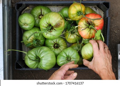 unripe tomatoes in box top view closeup and woman hands. ugly tomatoes. agriculture concept