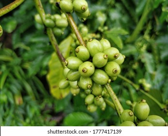 Unripened Green Coffee Berries In The South Indian Monsoon