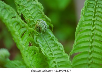 Unrolling Fresh Fern Leaf Closeup