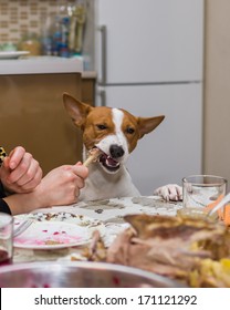 Unscheduled Lunch For Spoiled Dog (basenji)