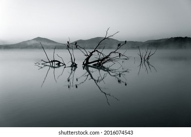 Unsplash
leafless tree on body of water photo