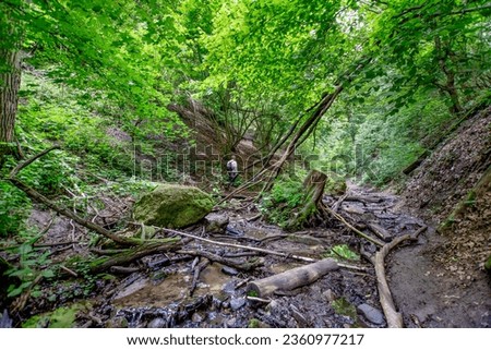 Unspoilt nature in the Moonlight Ravine (Holdvilág-árok) with green foliage in summer, trickling streams, fallen trees, stumpy tree trunks at Visegrád Mountains