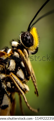 Similar – Begegnung Natur Frühling