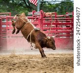 Untamed bull in a generic rodeo arena. Bull riding is a rodeo sport that involves a rider getting on a bucking bull and attempting to stay mounted while the animal tries to buck off the rider