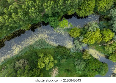 Untouched river forest section. Topshot aerial view. 